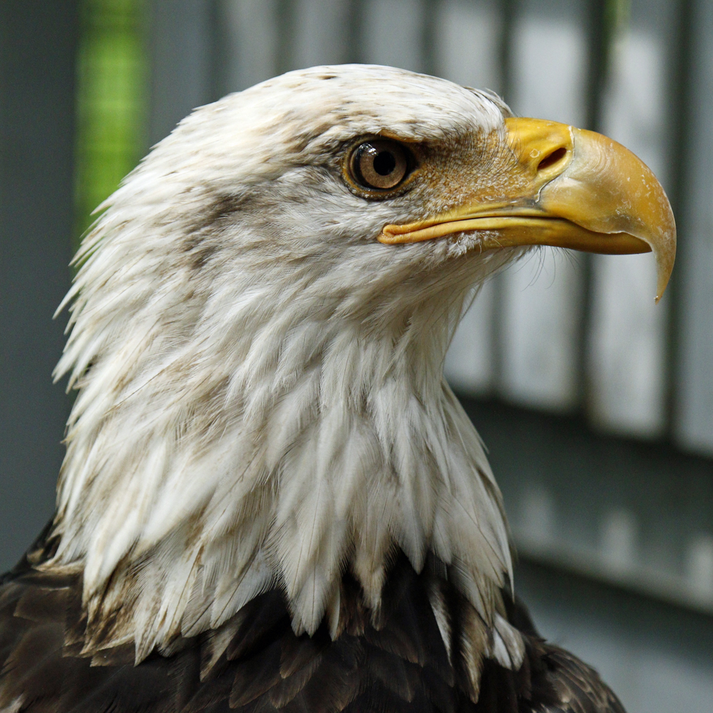 Hatch, Horizon Wings' Bald Eagle.