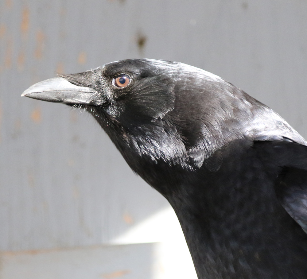 Corbin, American Crow